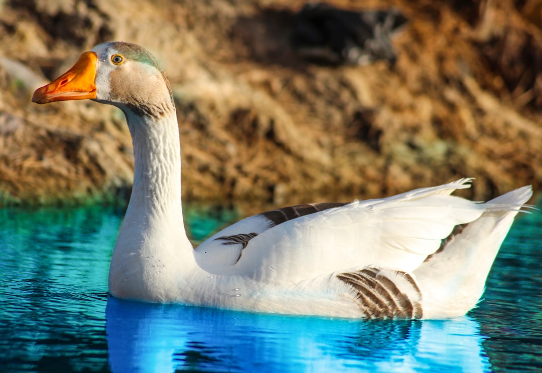 Is Ethereum’s Golden Goose Finally Cooked? The Narrative vs. The Data