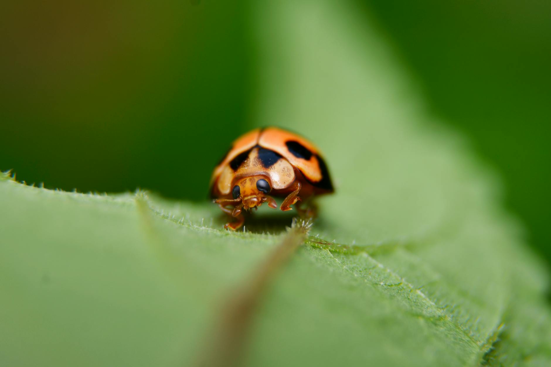 ADMA Biologics (ADMA) 2025: Investing Insights for Investors