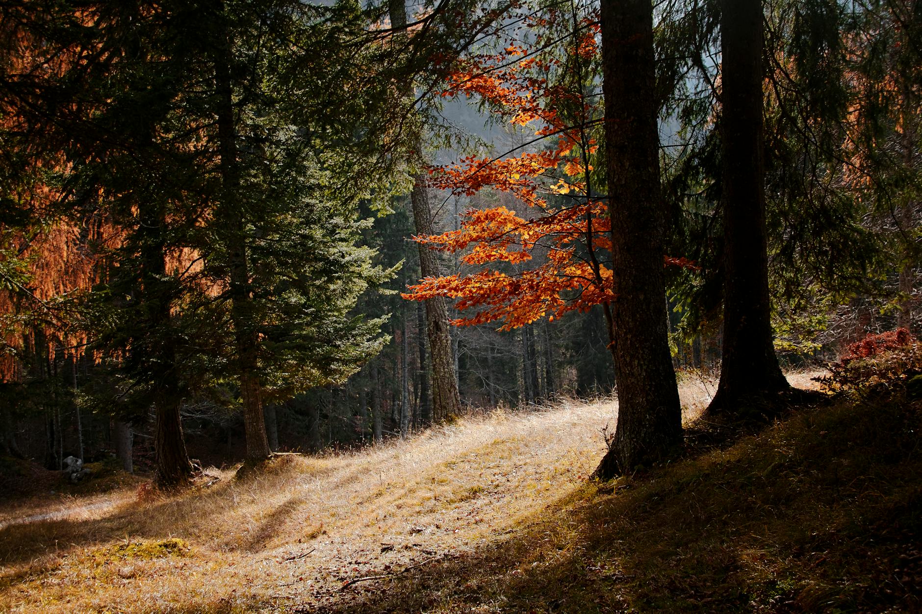 Alto 2025 Earnings: Q4 Review, Outlook & Growth Trends