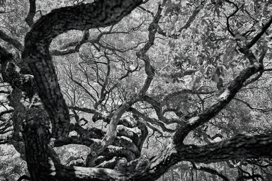 Angel Oak’s Hutchens Growth Path in Non-QM Loans Gains Steam