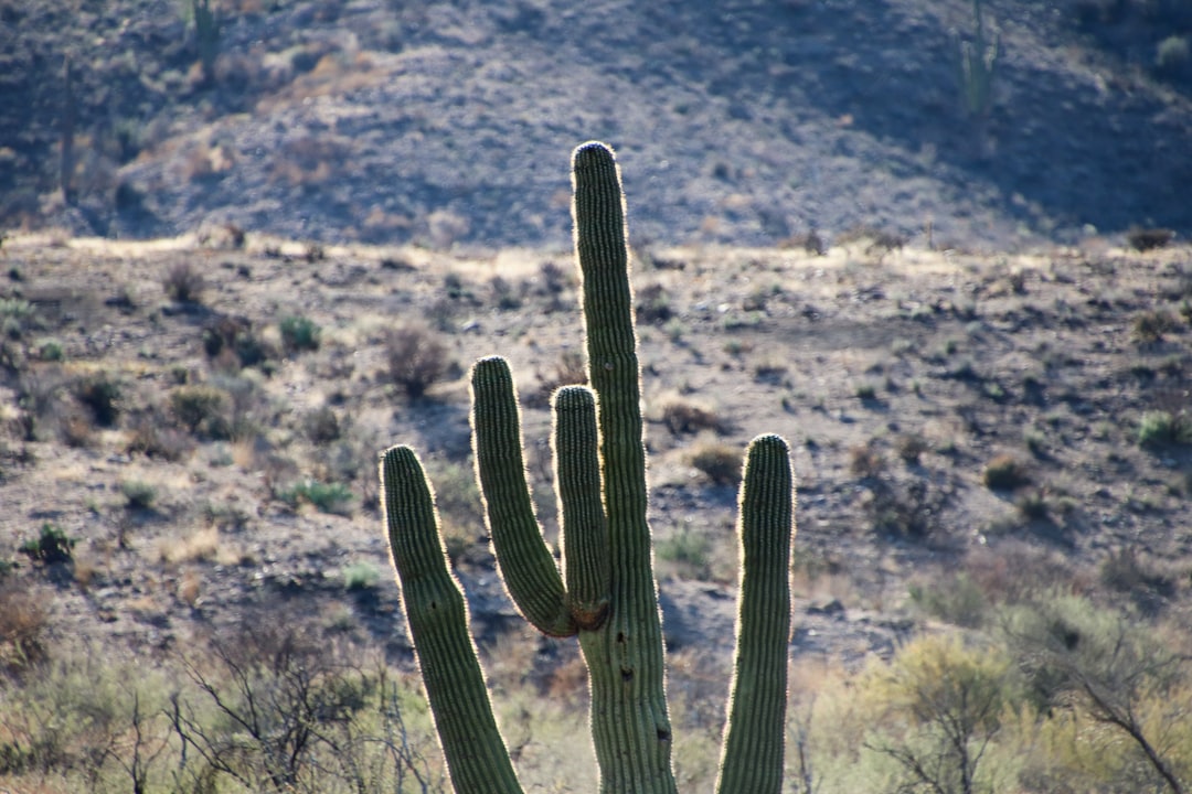 Arizona Woman Pleads Guilty in Pandemic Tax Credit Scheme