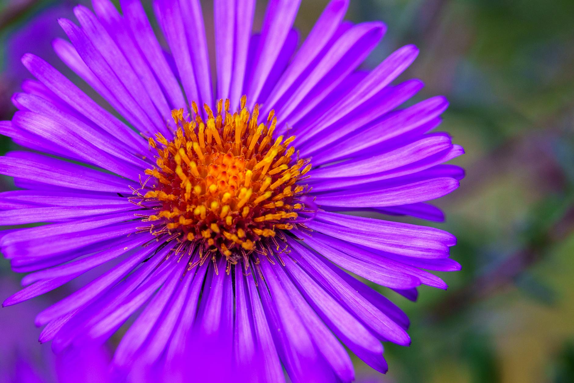 Aster Expands WLFI Collaboration with USD1 Perpetual Markets