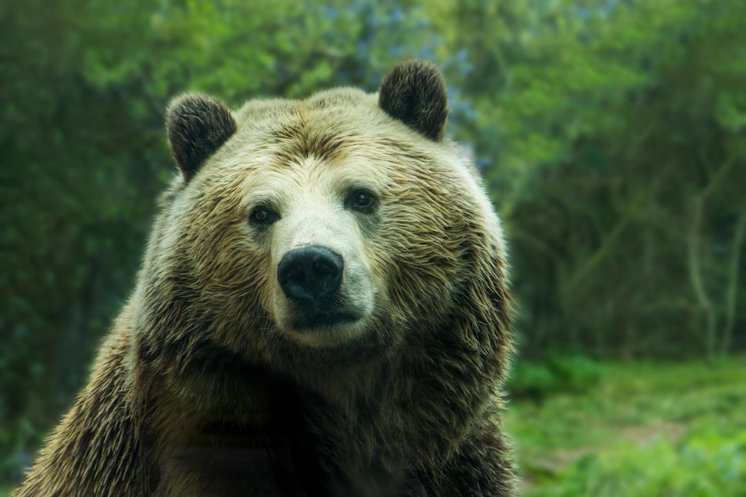 Better This Crypto Bear: XRP or Dogecoin for 2026?