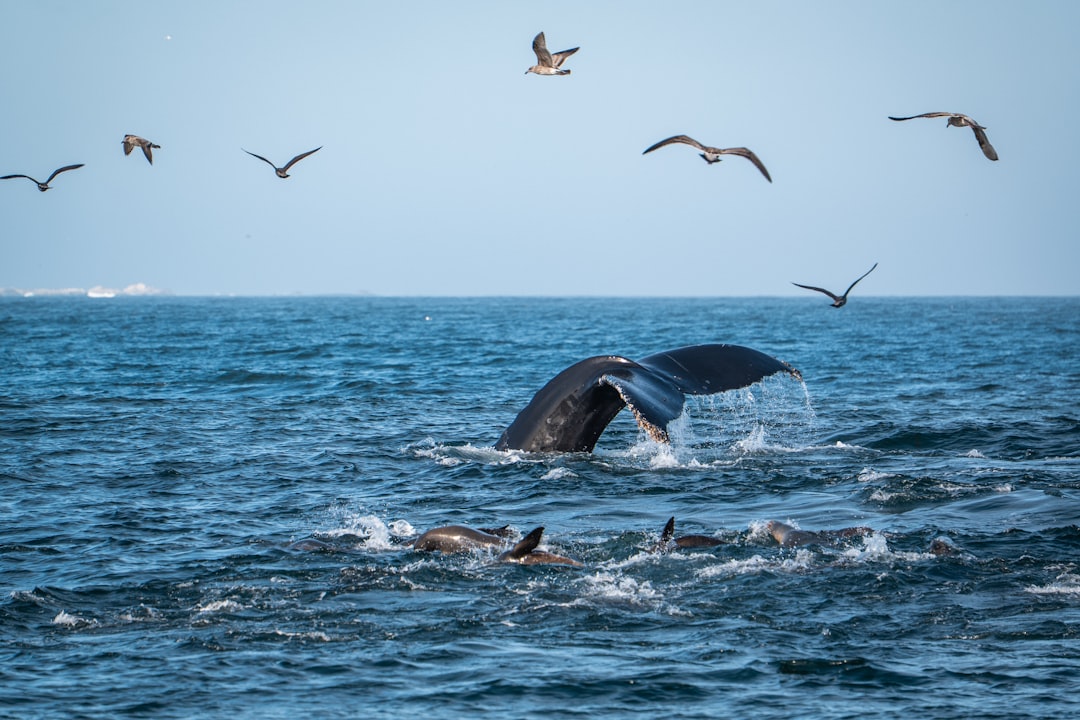 Bitcoin Price Prediction: Whale Bets Short Ahead of Key Data