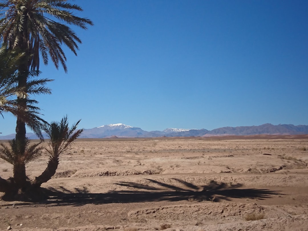Bittensor Income Desert: Subsidy Masks $52M TAO Risk
