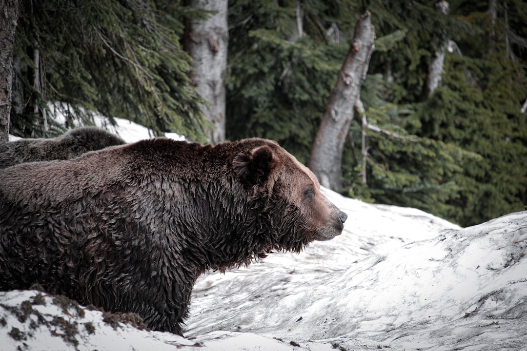 Bull Bear Cases Investing in SoundHound AI Stock Today