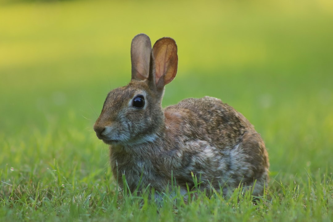 Bunny’s Label Gave Justice: Gift Disclosure Lesson