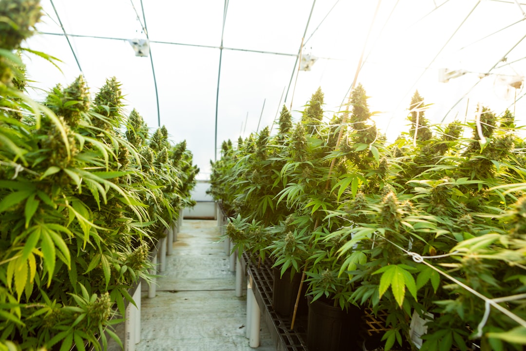 Canopy Growth Restating Years: What Investors Should Do Now