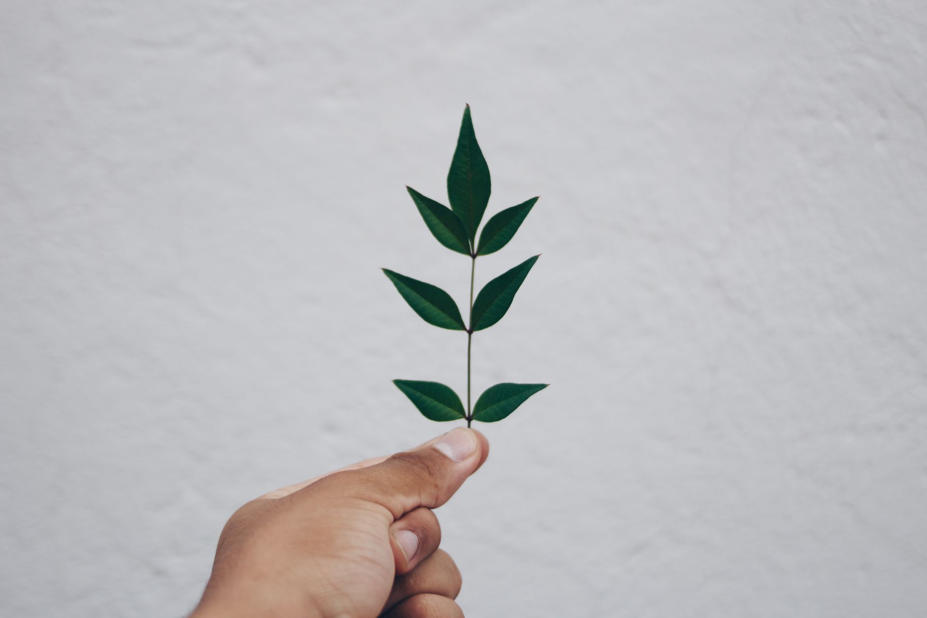 Canopy Growth Stock Finally: Is It Worth Buying Right Now?