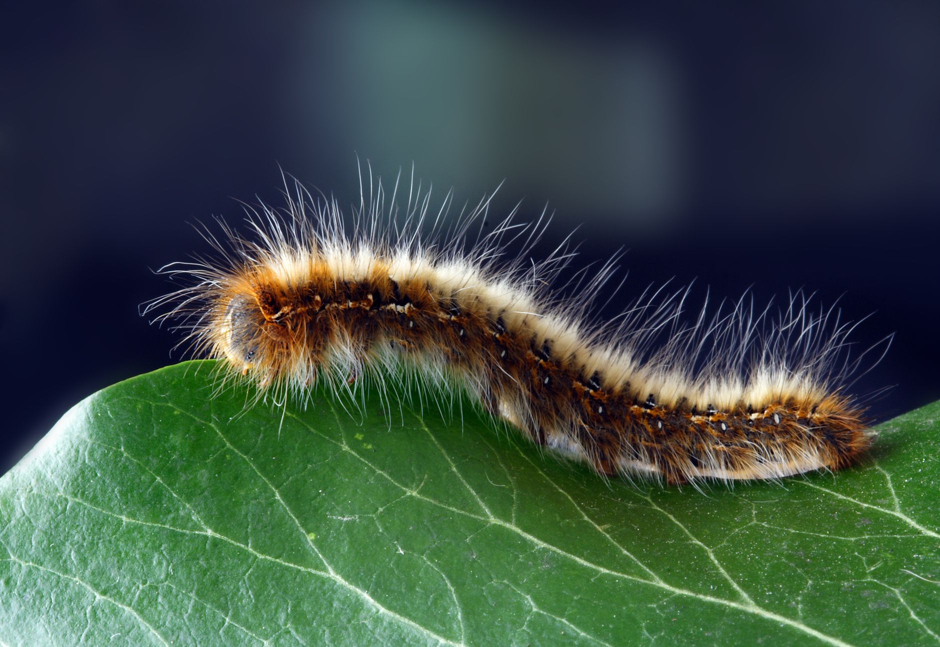 Caterpillar Oshkosh: Which Industrials Stock Is Better