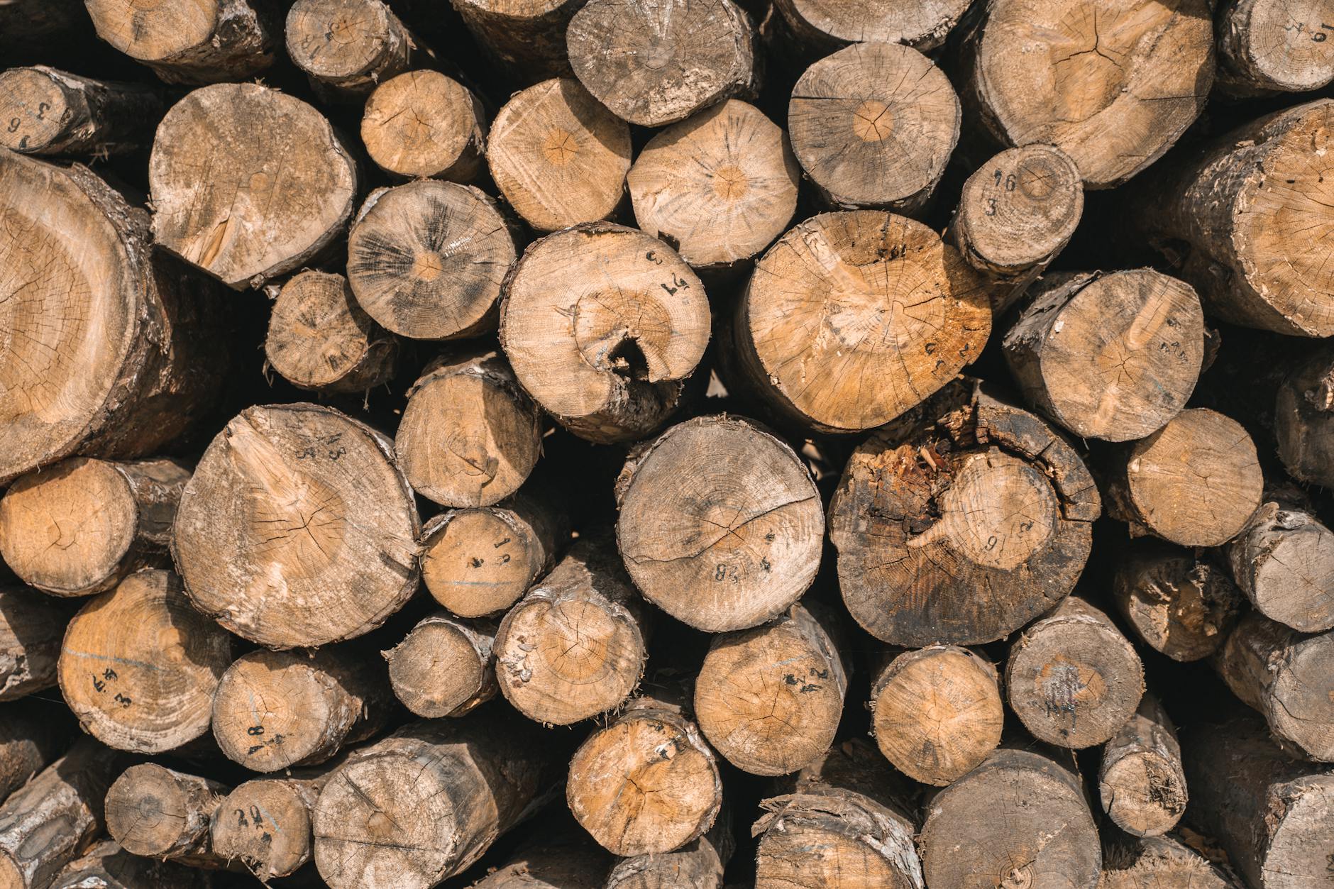 Cathie Wood Changed Industry: The ETF Revolution Today