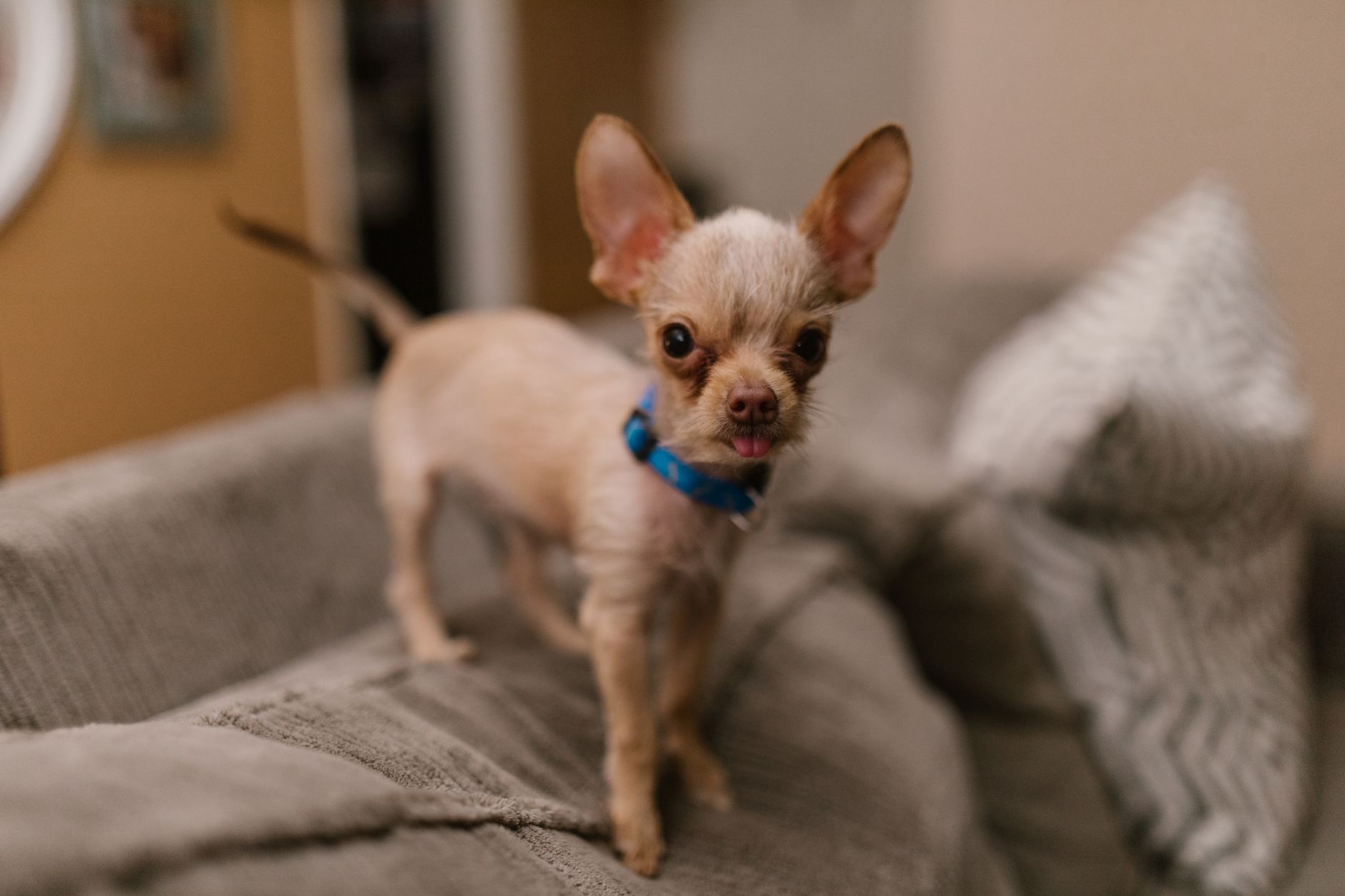 Chewy After Latest Earnings: Is It a Buy for Investors?