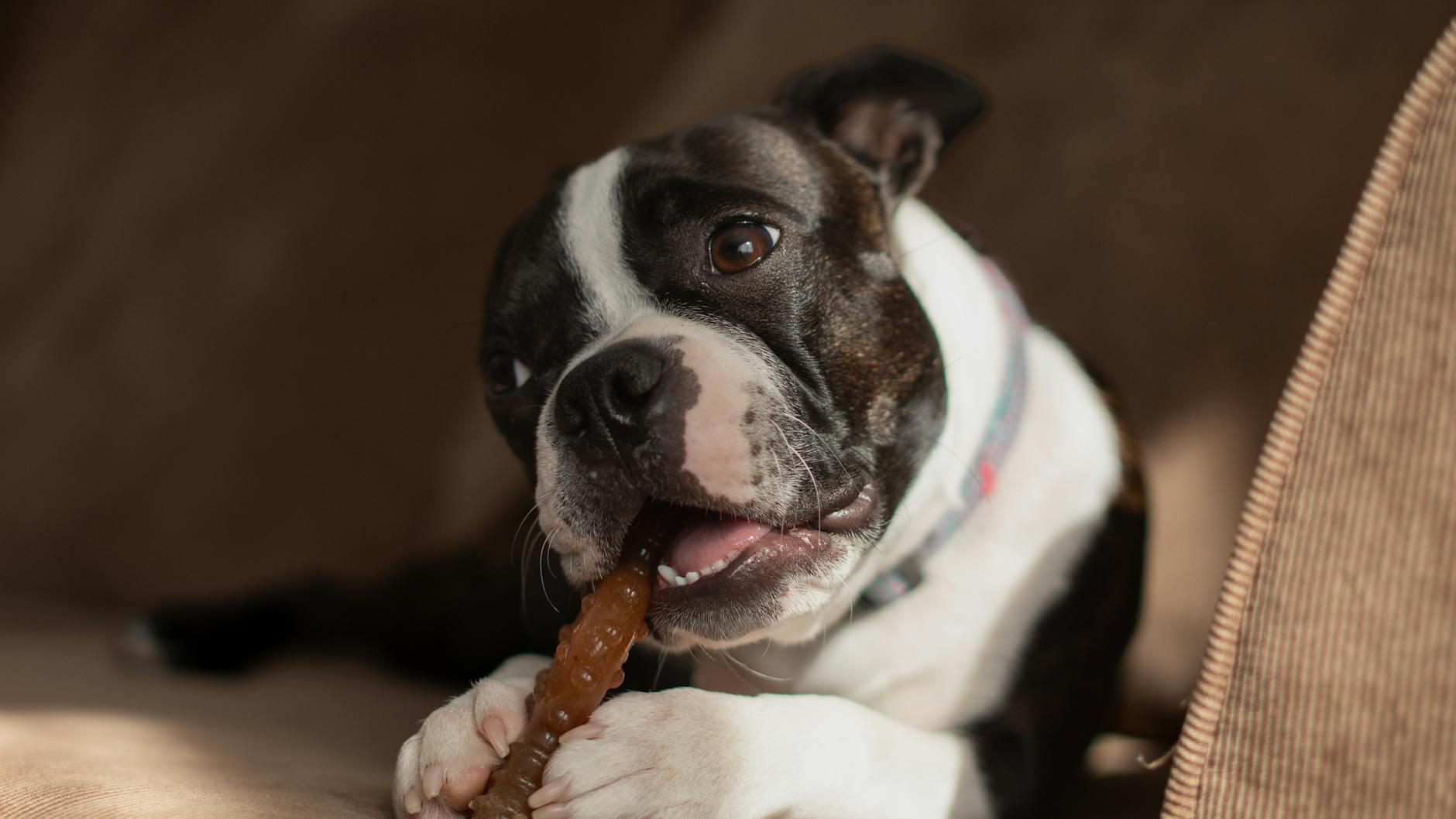 Chewy Down This Year: A Smart Buy for Long-Term Investors