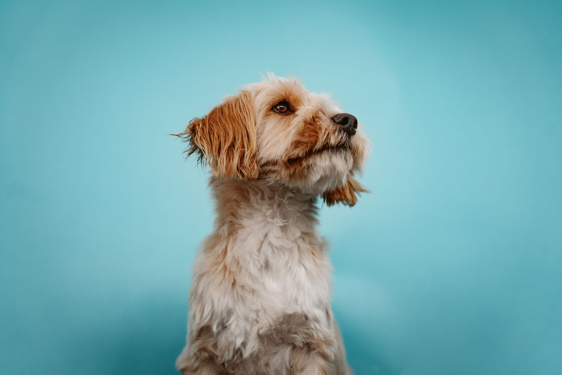 Chewy Stock Revenue Margins: Is the Growth Story a Buy Now?