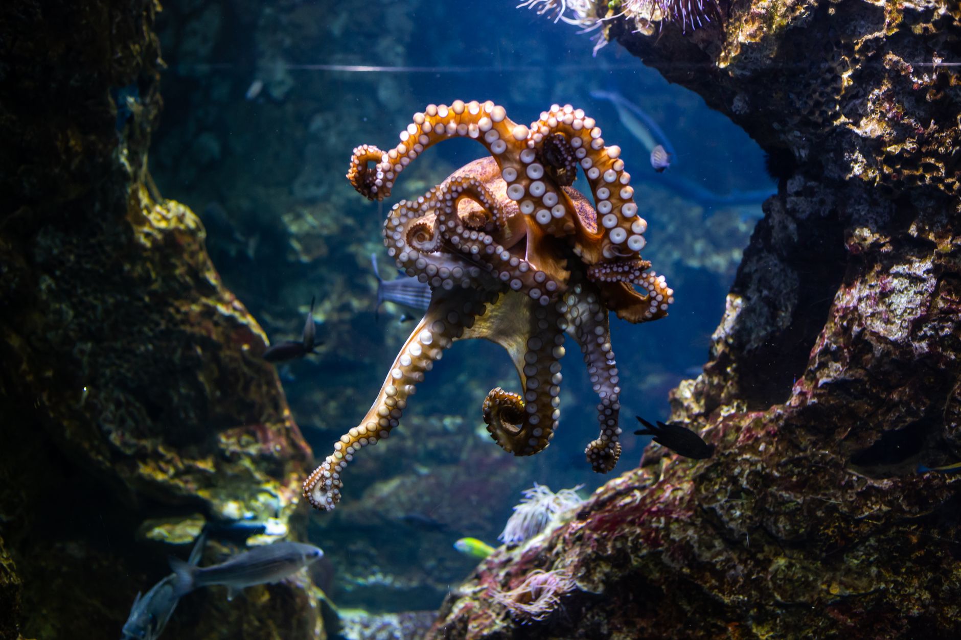 Coda Octopus (CODA) 2026 Earnings Outlook for Investors