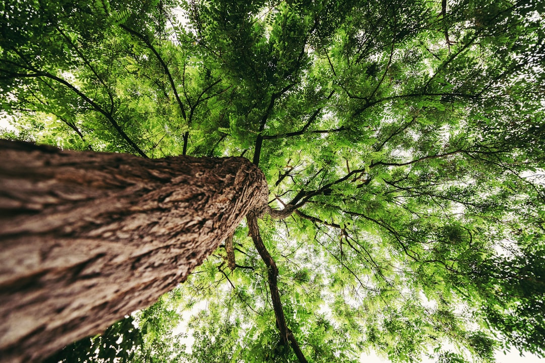 Could Canopy Growth Stock Deliver a 4X Gain Today?