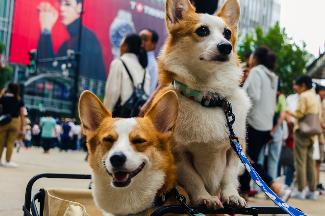 Dogecoin Skyrocketing Today Cryptocurrency: Buy or Not?