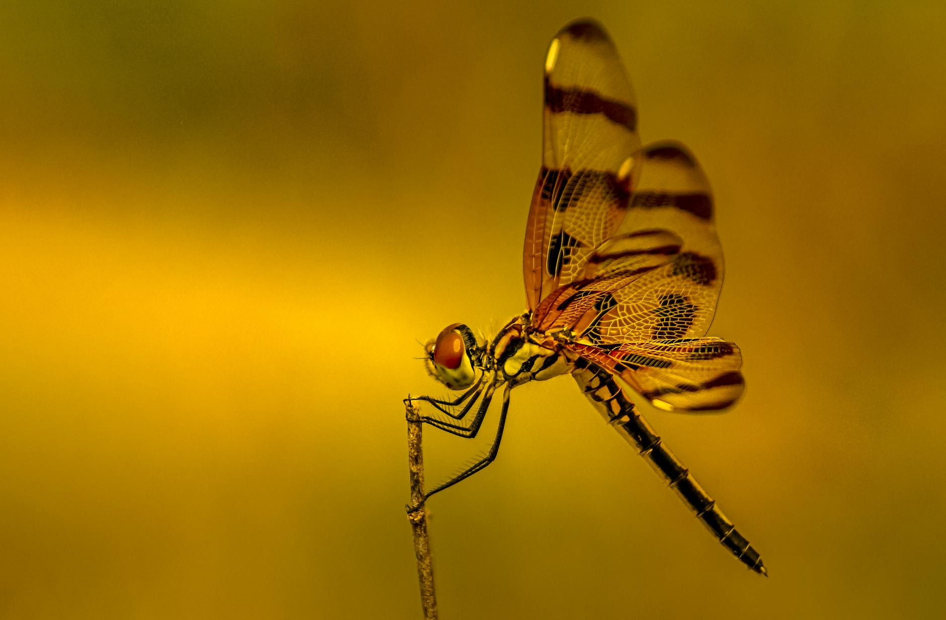Dragonfly (DFLI) 2026 Earnings Outlook and Insights
