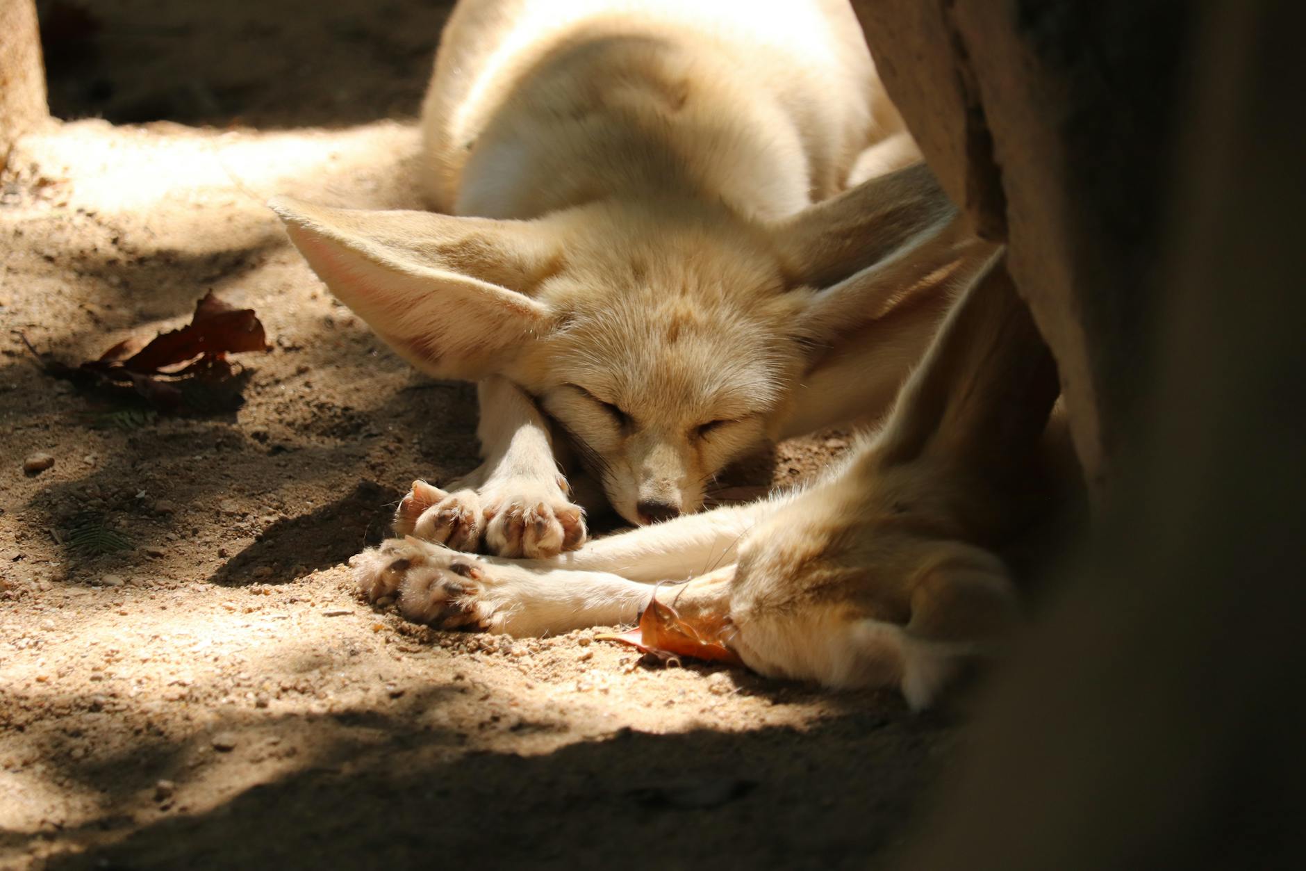 Fennec (FENC) 2026 Earnings: Q1 Outlook and Takeaways