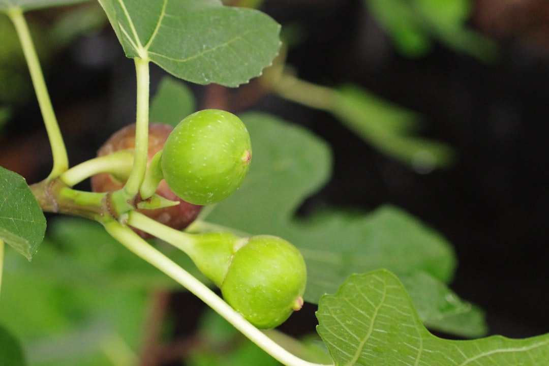 Figs Stock Bouncing Higher: Catalysts and Risks Ahead