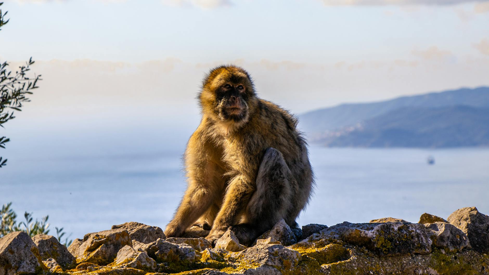 Gibraltar (Rock) 2026 Earnings: Deep Dive and Outlook
