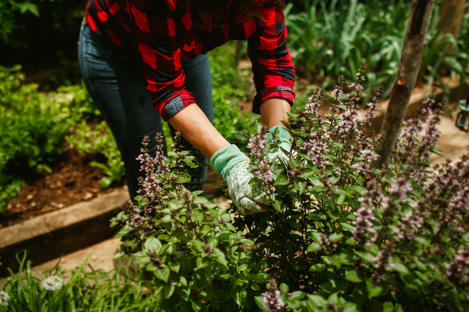 Green Thumb Just Made a Major Move: GTBIF Investors