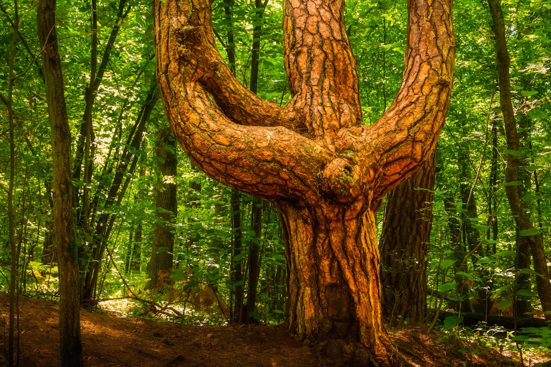 Grove Collaborative (GROV) Earnings: A Deep Dive Into Growth