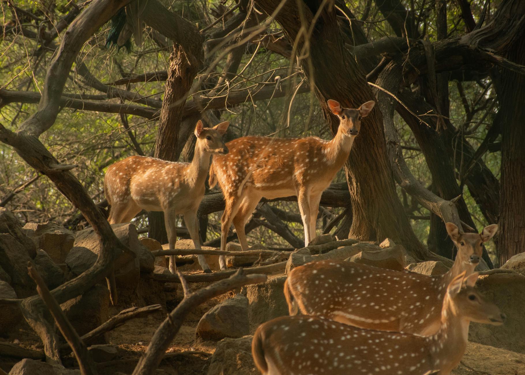 HAUZ VNQI: These Real Estate ETFs Compared on Yield and Cost