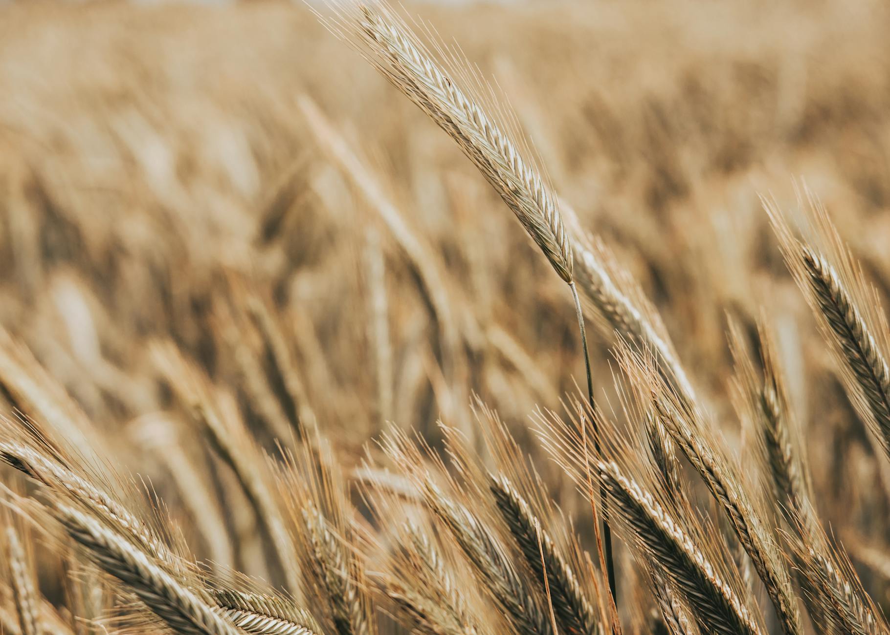 Higher Yield Long-Term Dividend: VYM vs VIG Showdown