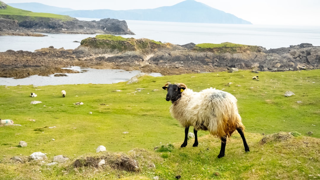 Horn Island Video Show and Your Travel Safety Budget