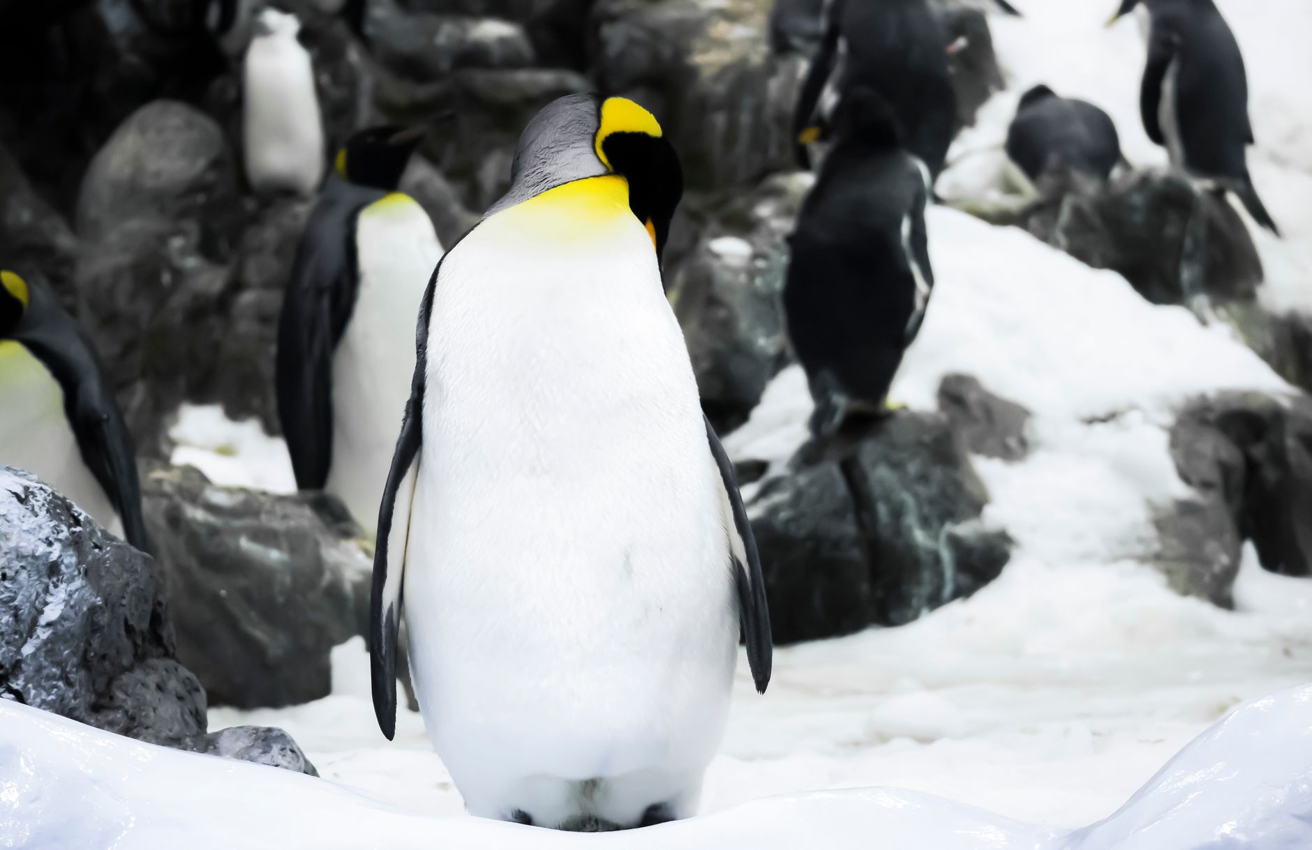 Is Penguin Solutions Next Stock? A Deep Dive for Investors