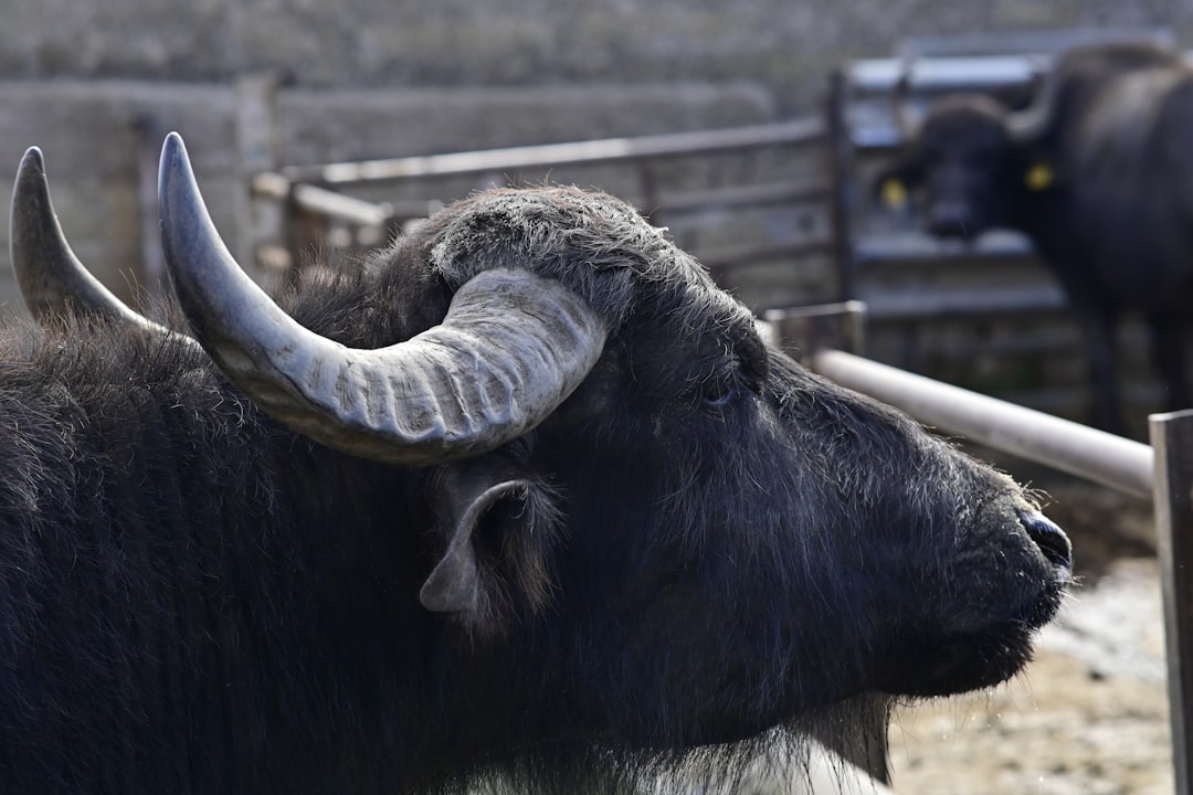 Is the $71k Pump Bull Trap? Analysts Question the Rally