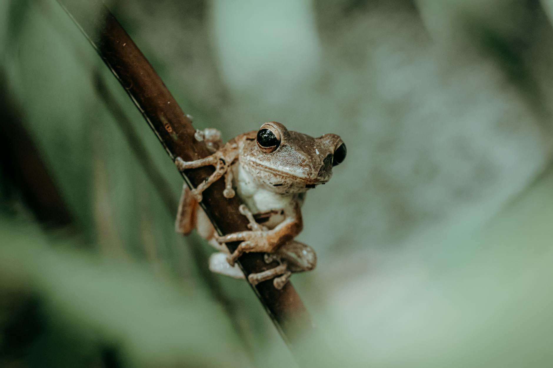 JFrog (Frog) 2026 Earnings Insights for Investors Today
