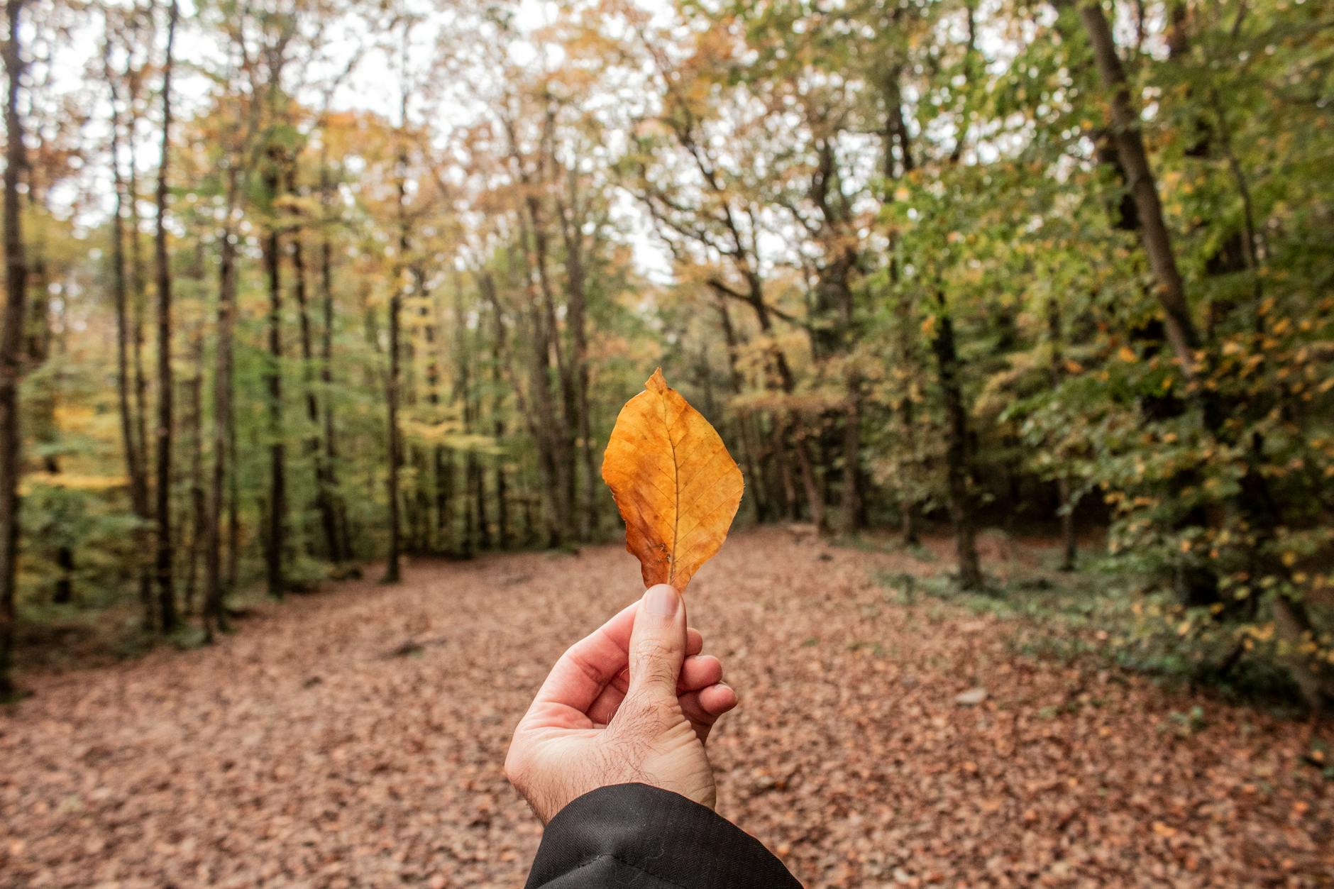 Leaf Leafs Anyway: A Practical Guide to Investing Discipline