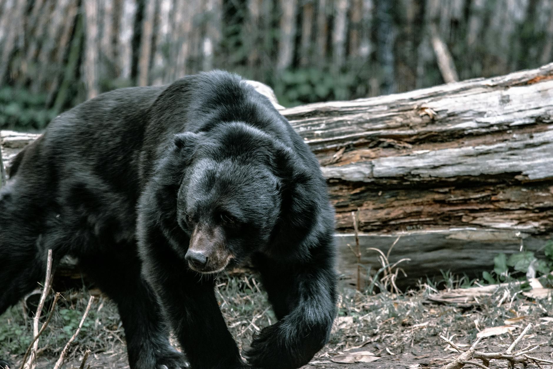 Likelihood Bear Market Under Trump 2026: What History Says