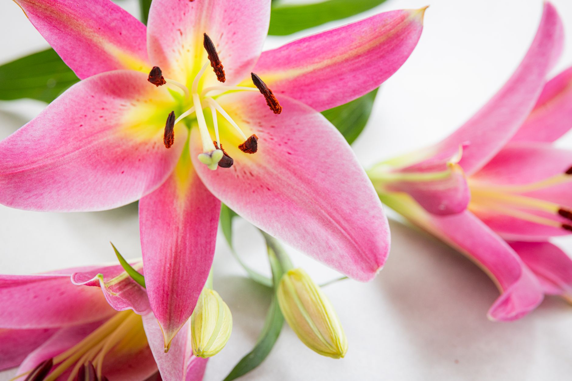 Lilly Stock Climbed Record: Key Drivers Behind the New High