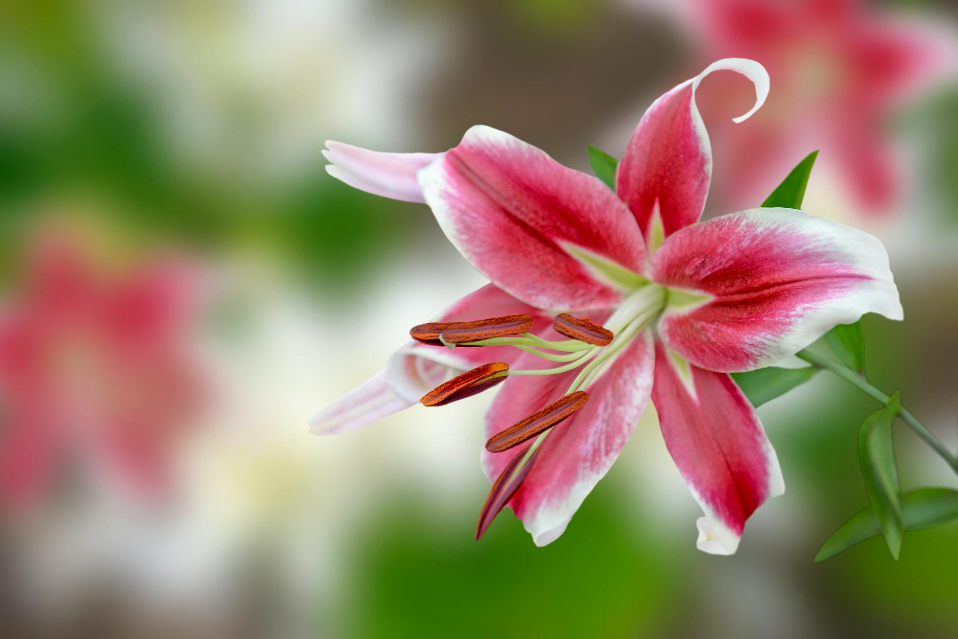 Lilly Stock Heading $1,000? What Investors Should Know