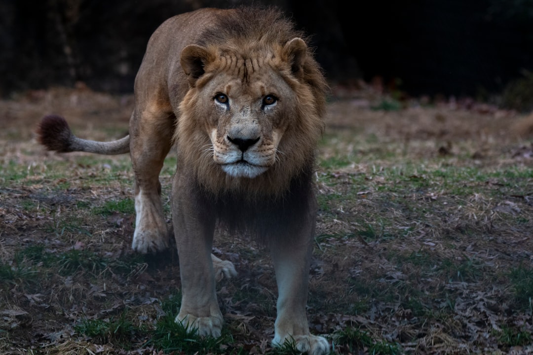 Lionsgate (Lion) 2026 Earnings: Investor Guide to Growth