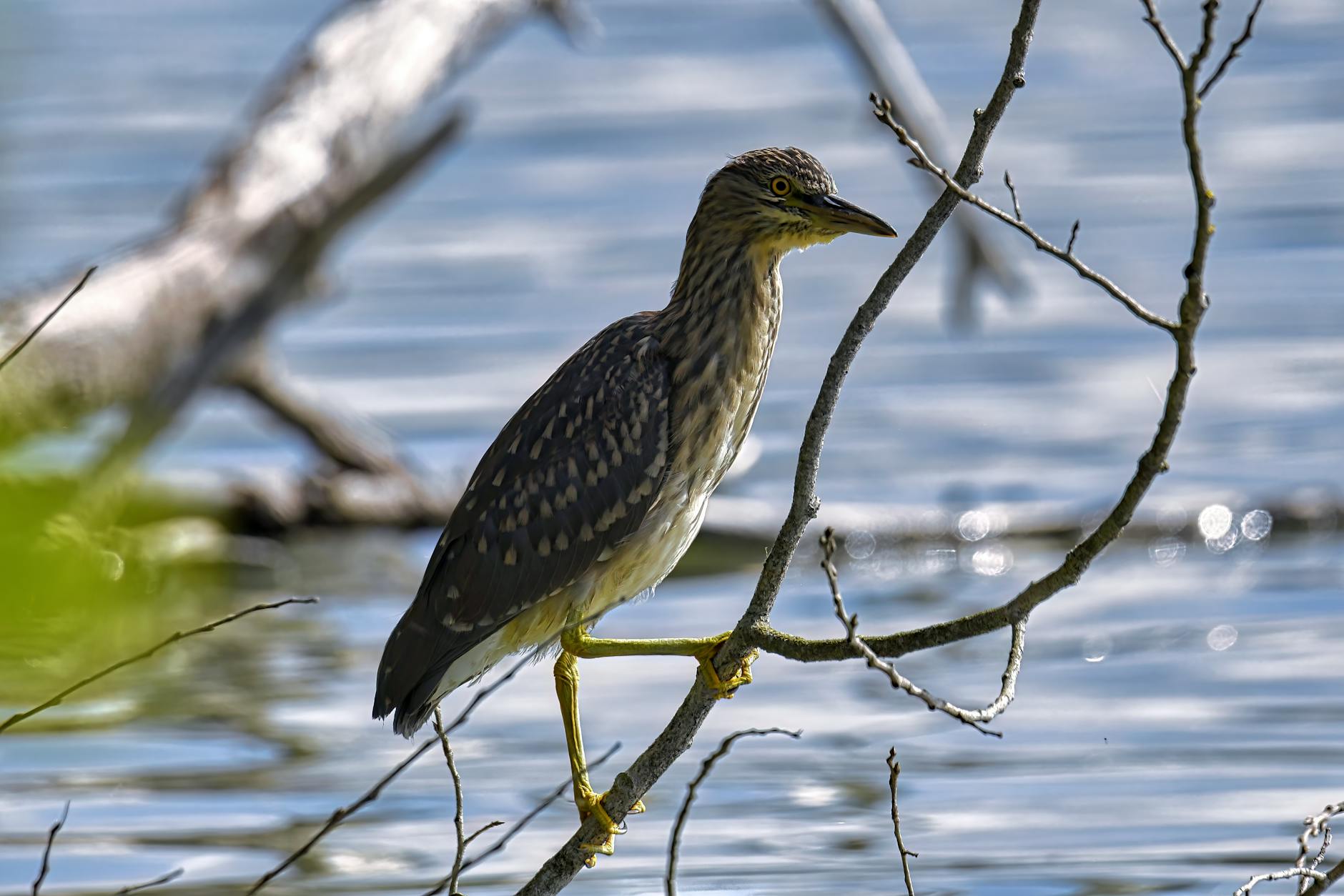 LQD Offers Broader Bonds Higher Yields Than TLT: A Guide