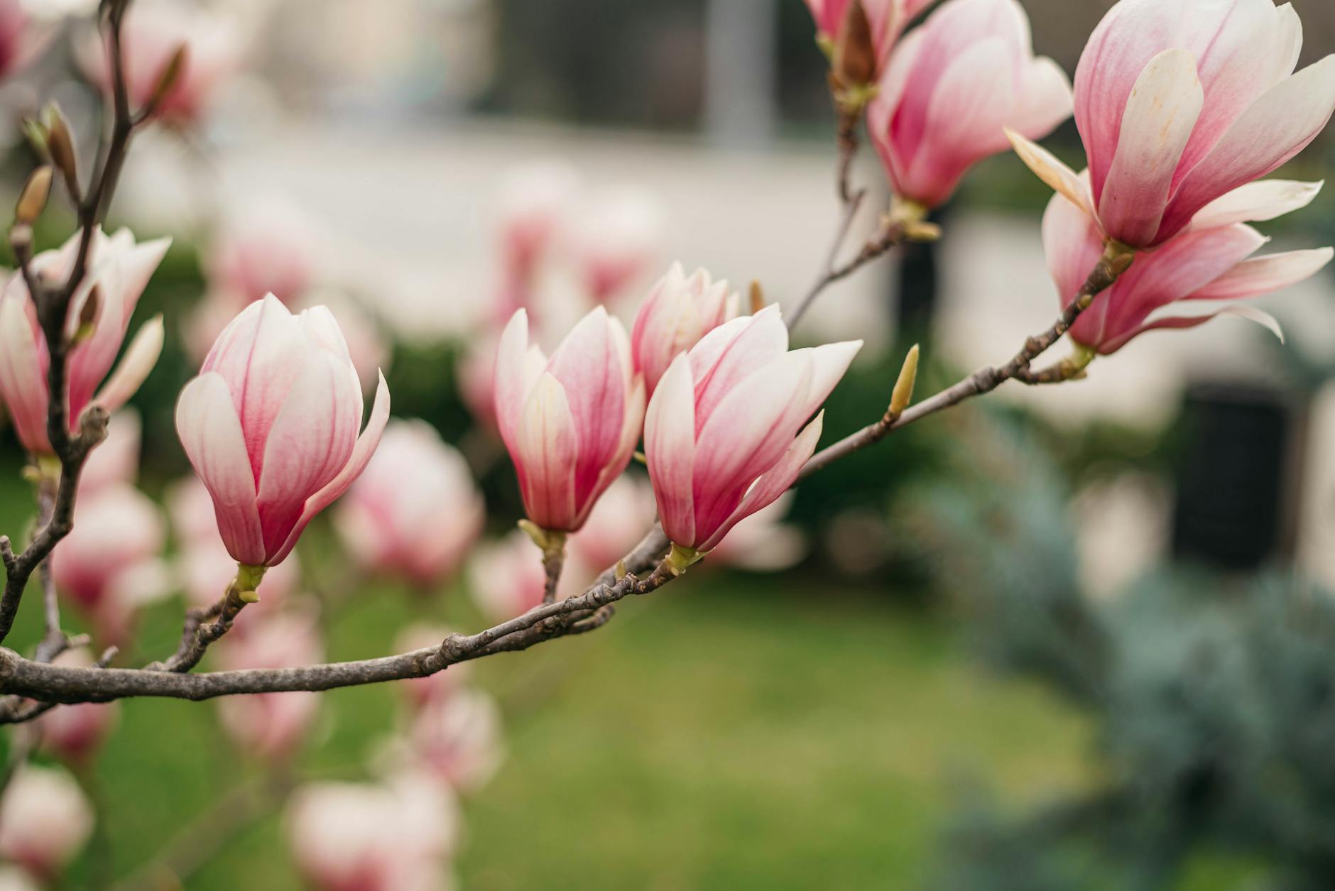 Magnolia (MGY) 2026 Earnings: Q1 Outlook and Risks