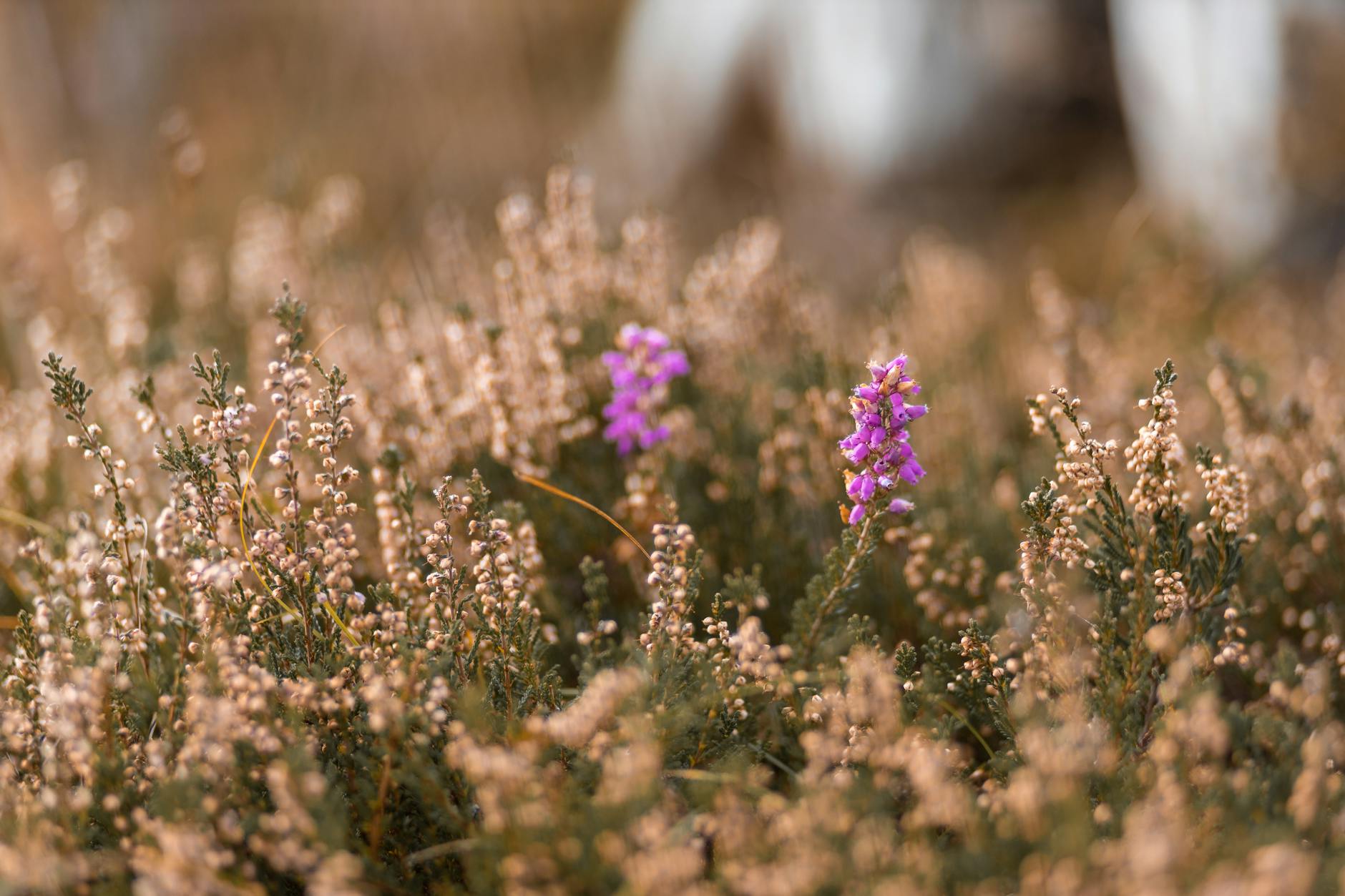 Mib: Douglas Heather Boneparth, Money Together Investment