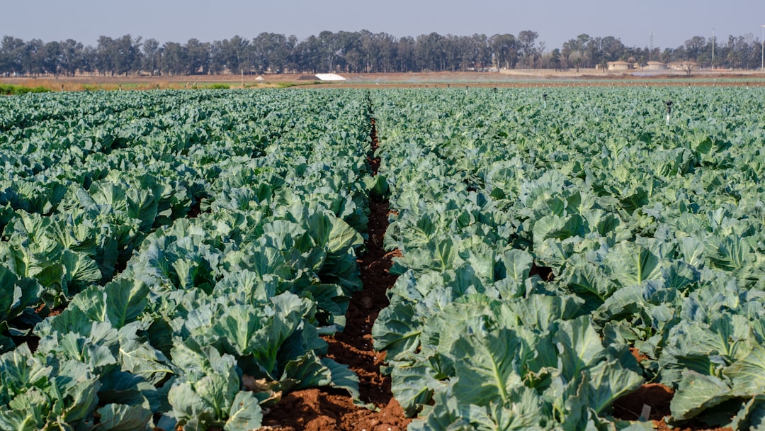 Mission Produce Director Buys: Is AVO Stock Ready?