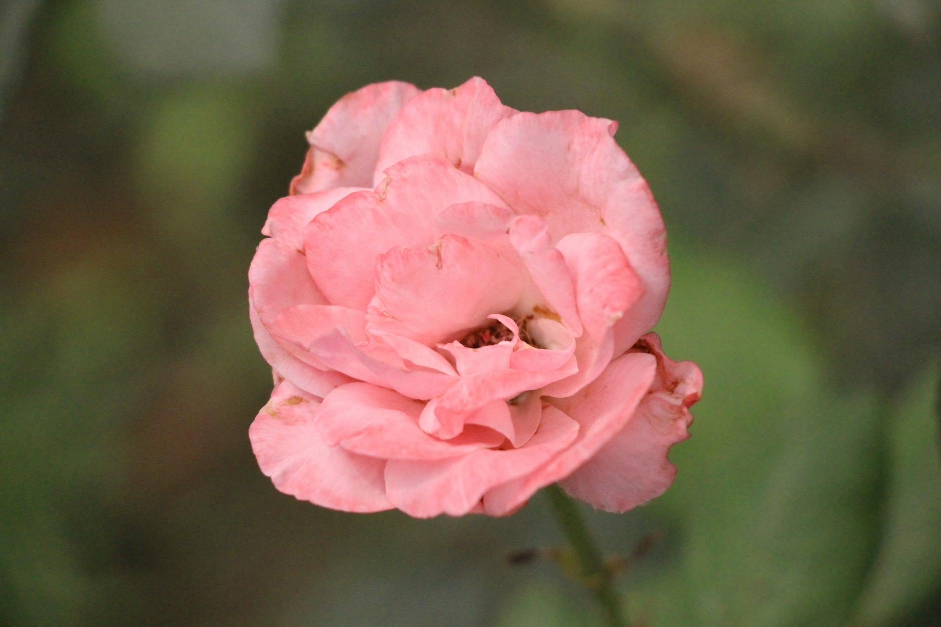 Months of Growth: This Glorious Growth Stock Could Soar