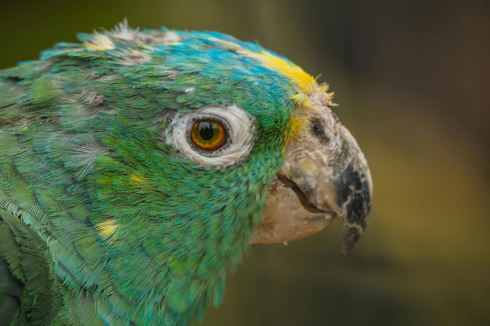 Nebius Next Amazon? Could This Cloud Challenger Dominate