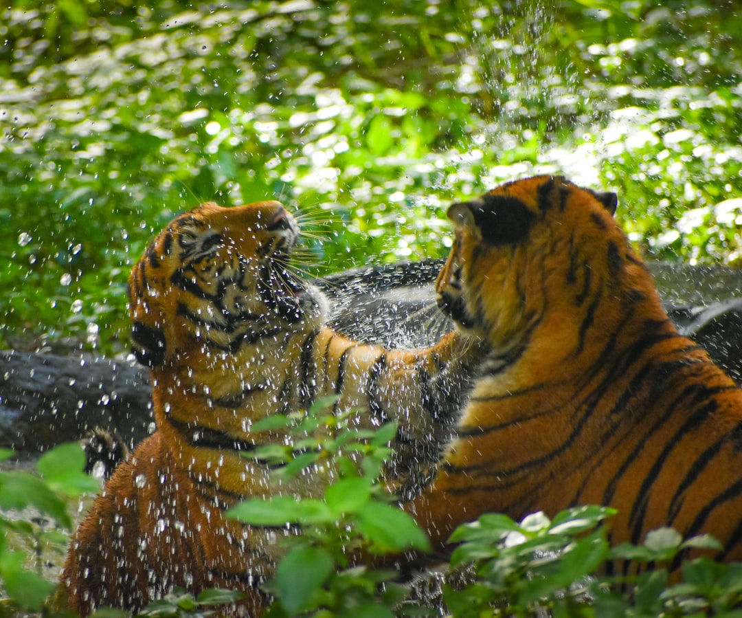 Next-Generation Tiger Cubs Bubble Sparks Market Debate