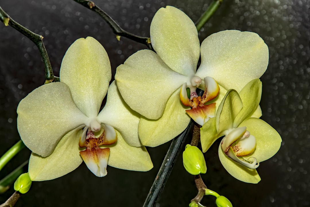 Orchid Island Yield Close Sparks Retiree Debate Over Payouts