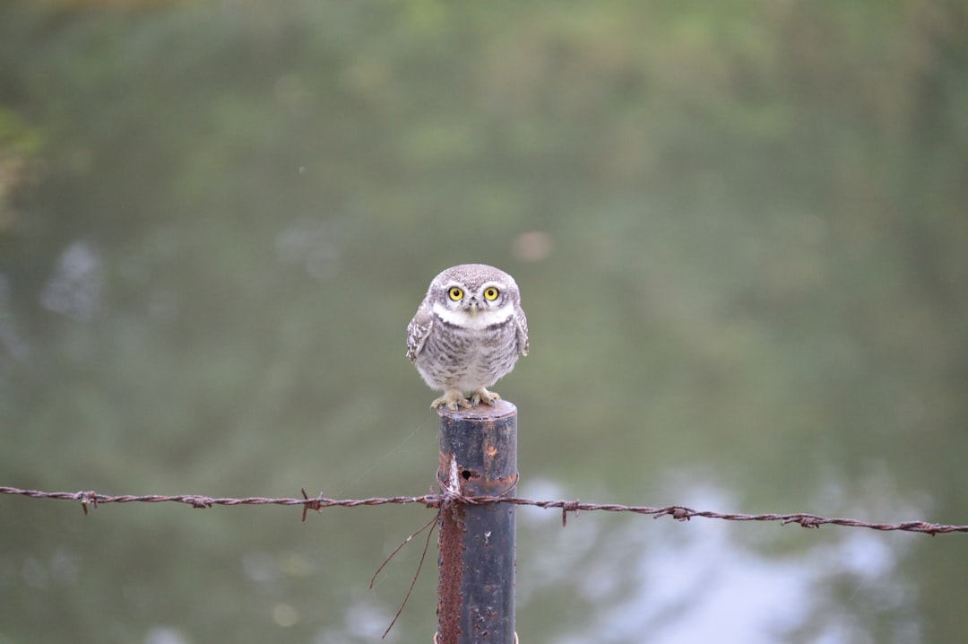 Owlet (OWLT) 2025 Earnings Outlook: Growth and Risk