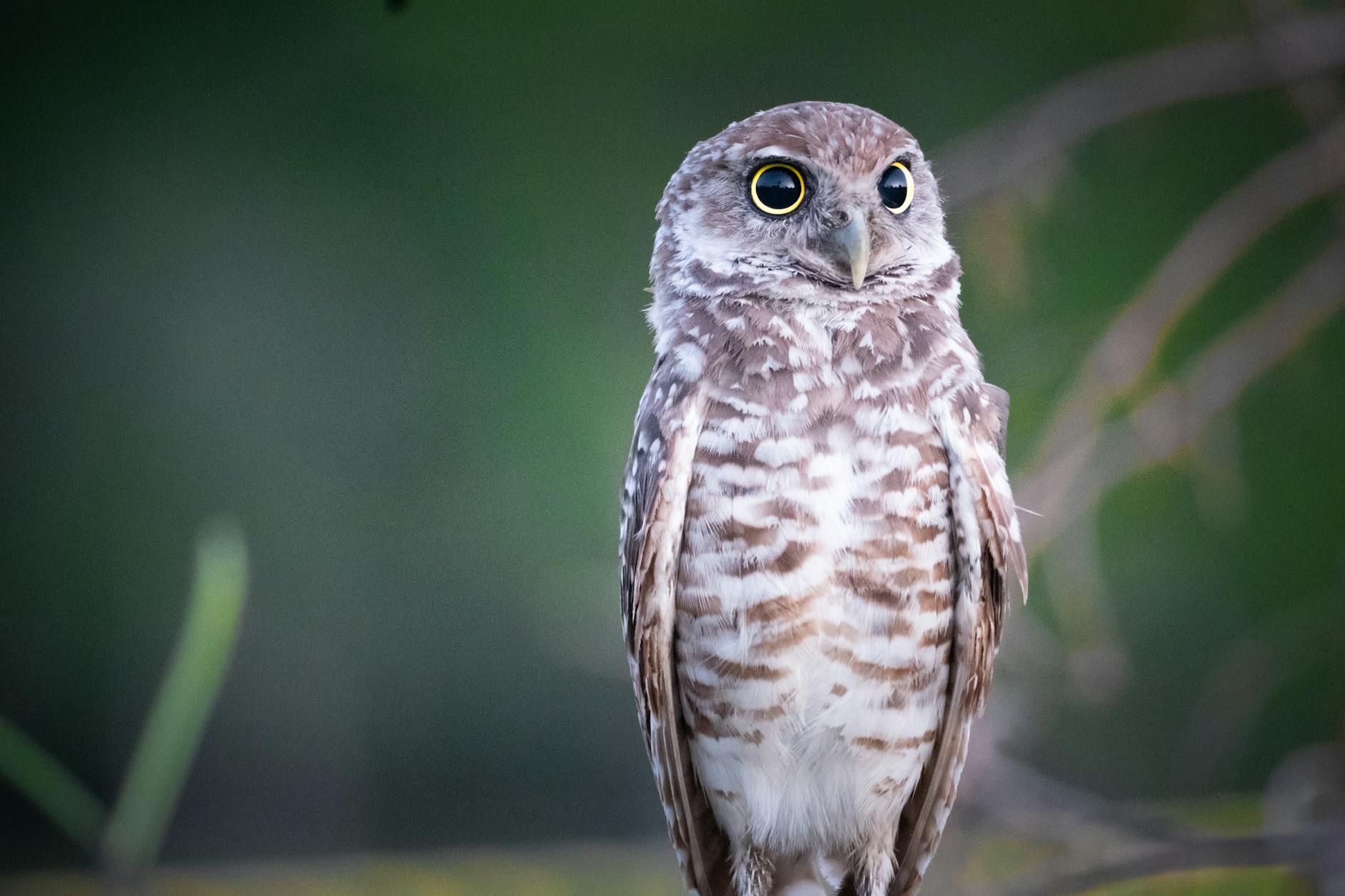 Owlet (OWLT) 2026 Earnings Outlook for Investors and Growth