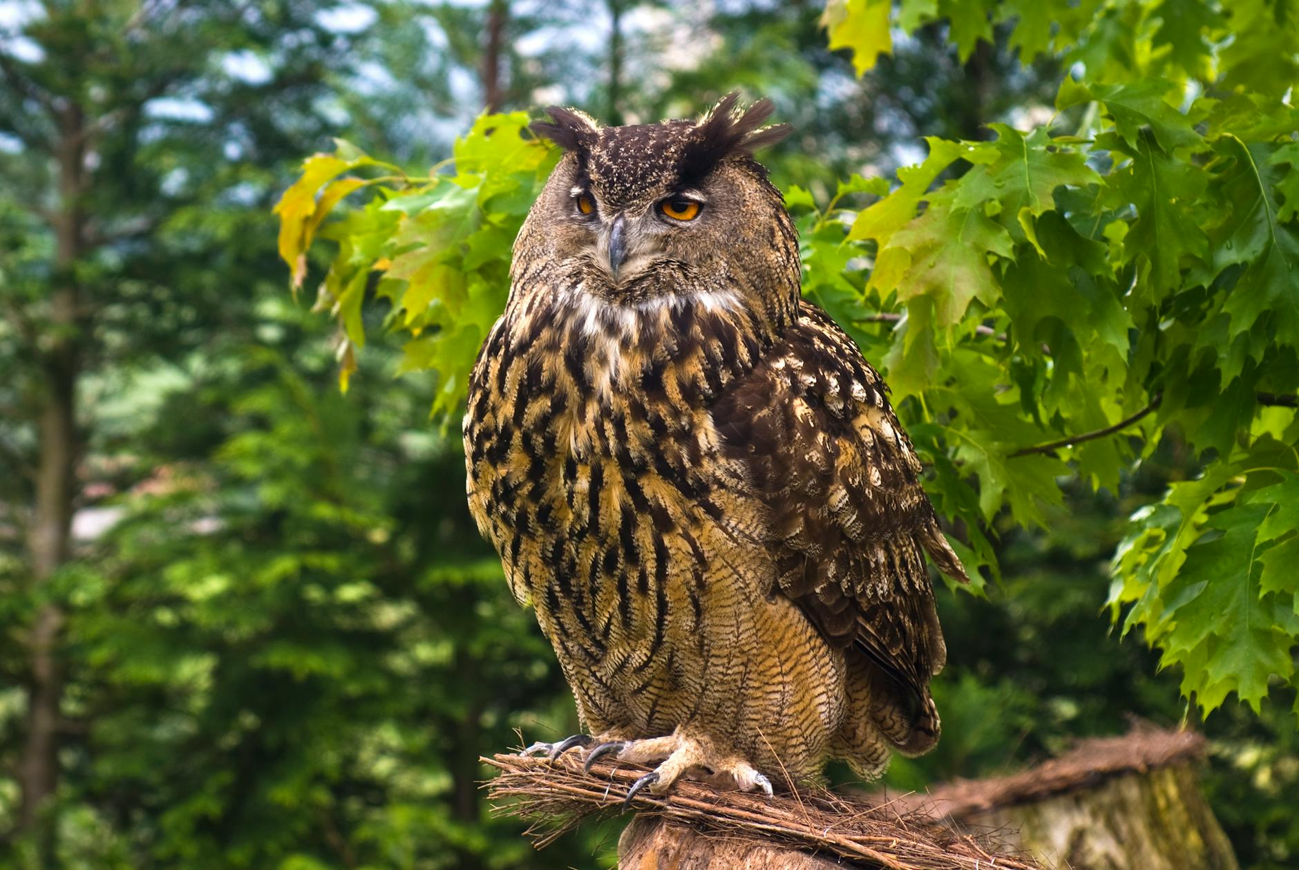 Owls Nest Just Sold: What Investors Should Do Next