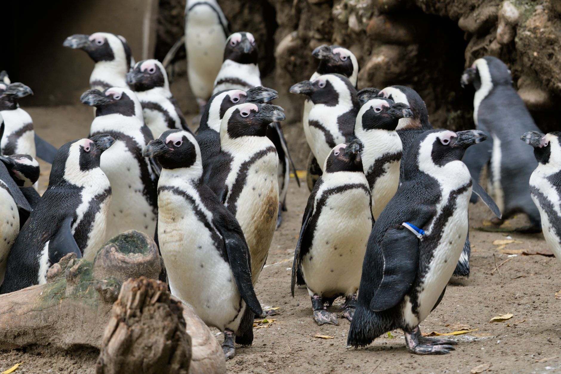 Penguin Stock Popped Today: Key Drivers Behind the Jump